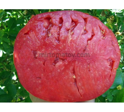 Большая Красная Кукла (Big Dolly Red)