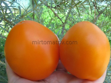 Булгария (Bulgarija)