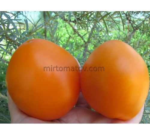 Булгария (Bulgarija)