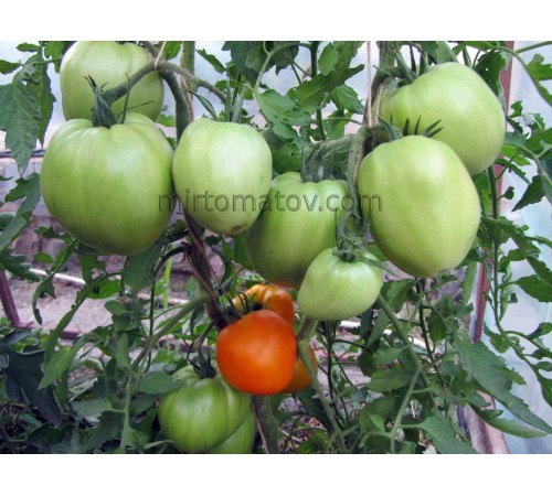 Булгария (Bulgarija)