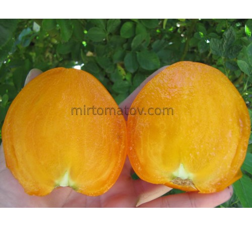 Булгария (Bulgarija)