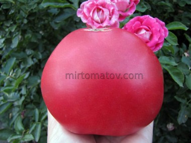 Бычье сердце Гришино