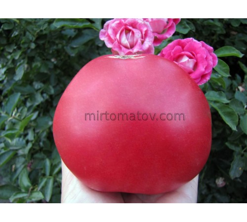 Бычье сердце Гришино