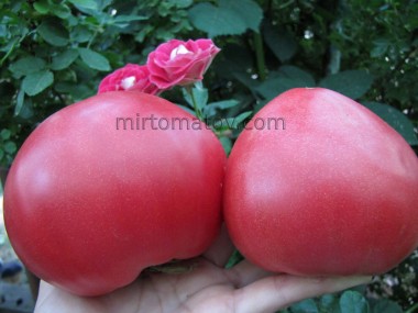 Бичаче серце Шликова