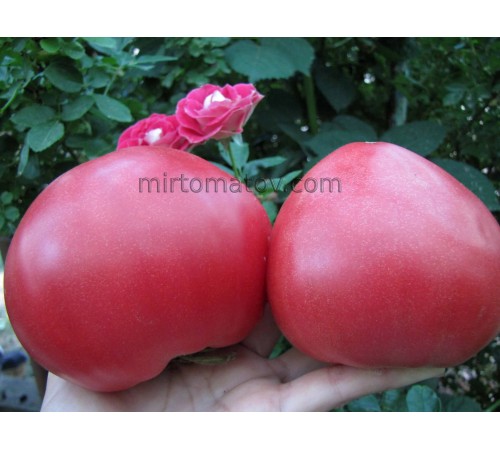 Бычье сердце Шлыкова