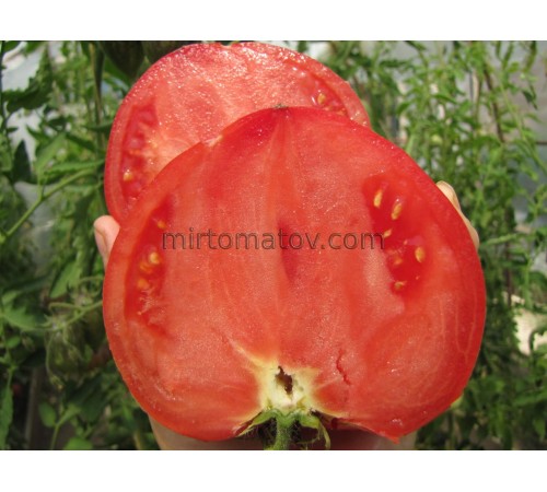 Бычье сердце Шлыкова