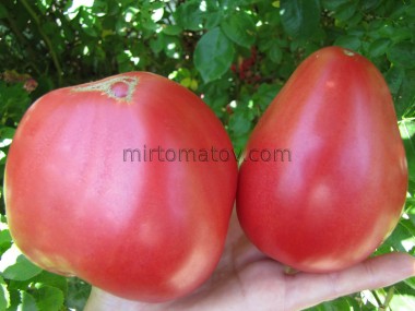 Бичаче серце від Зирянової