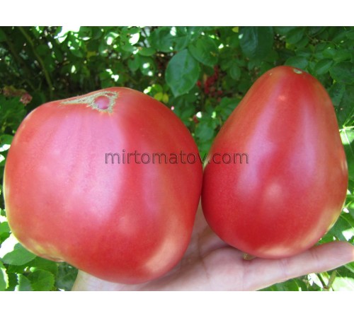 Бичаче серце від Зирянової