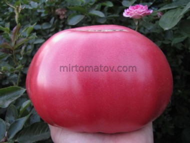 Прекрасна лінія Ханта (Delicious Hunt Strain)