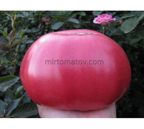 Прекрасна лінія Ханта (Delicious Hunt Strain)