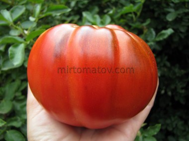 Гигант Французского гренобля анто (Gigante Francese di Grenoble Anto)