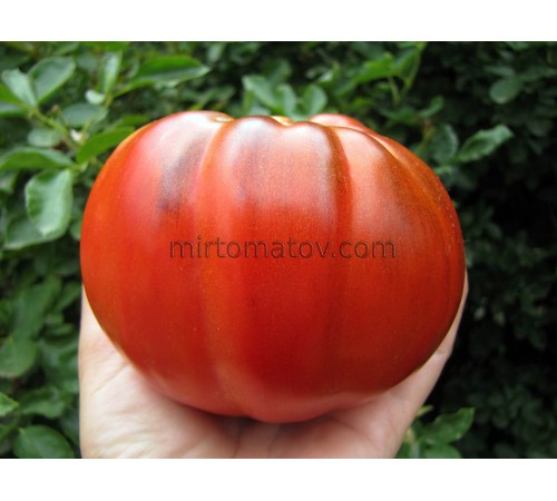 Гигант Французского гренобля анто (Gigante Francese di Grenoble Anto)