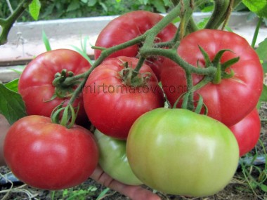 Гигантские помидоры Мэдлин ( Rosii Madeline Gigant)