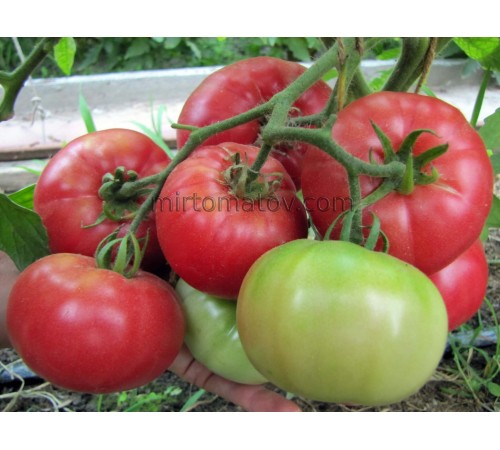 Гигантские помидоры Мэдлин ( Rosii Madeline Gigant)