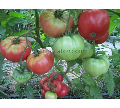 Гигантские помидоры Мэдлин ( Rosii Madeline Gigant)