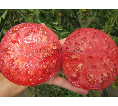 Гигантские помидоры Мэдлин ( Rosii Madeline Gigant)