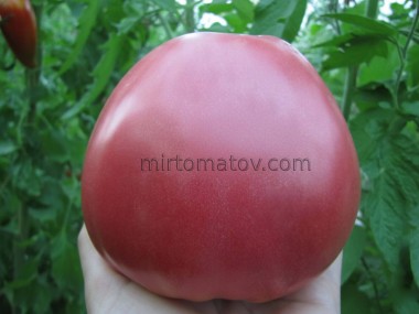 Гигантские помидоры Сердце Буффало Розовый Опал ( Rosii Gigant Inima de Bivol Roz Opal)