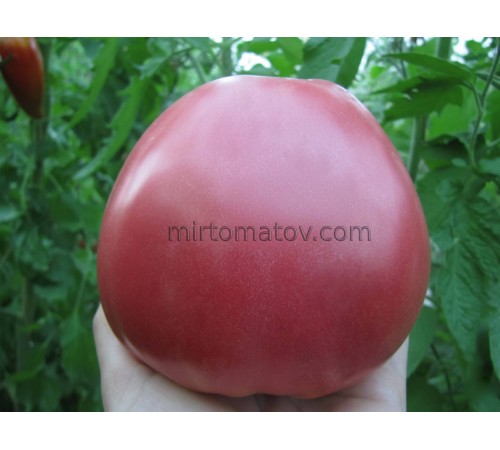 Гигантские помидоры Сердце Буффало Розовый Опал ( Rosii Gigant Inima de Bivol Roz Opal)