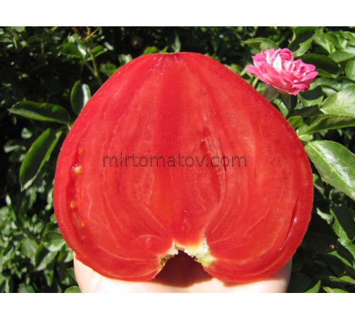 Гигантские помидоры Сердце Буффало Розовый Опал ( Rosii Gigant Inima de Bivol Roz Opal)