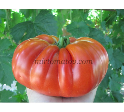 Гигантский томат из Павии (Pomodoro Gigante di Pavia)