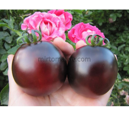 Глубоко фиолетовый (Deep Purple)