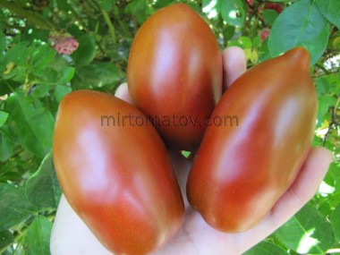 Гном Австралийская капля (Dwarf Aussie Drop)