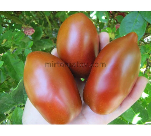 Гном Австралийская капля (Dwarf Aussie Drop)