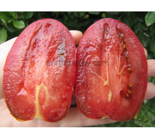 Гном Австралийская капля (Dwarf Aussie Drop)