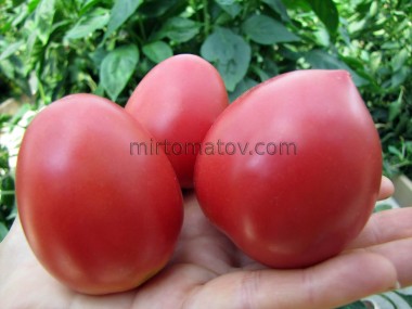 Dwarf Melanie's Ballet