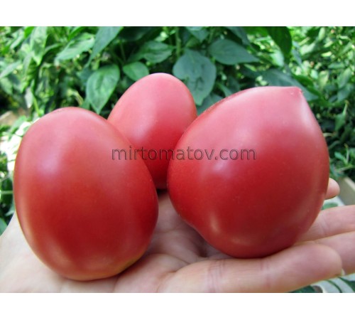 Dwarf Melanie's Ballet