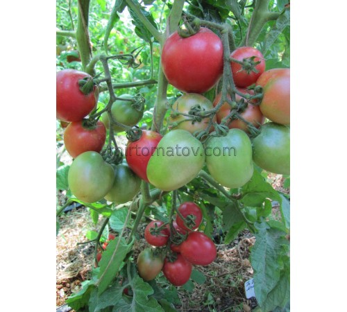 Dwarf Melanie's Ballet