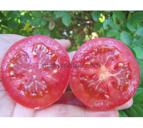 Dwarf Melanie's Ballet