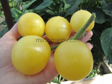 Гном Баросса Мун (Dwarf Barossa Moon)