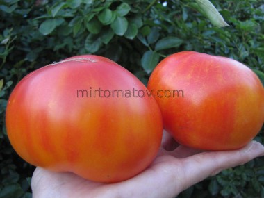 Гном Бойд Смит (Dwarf Boyd Smith)