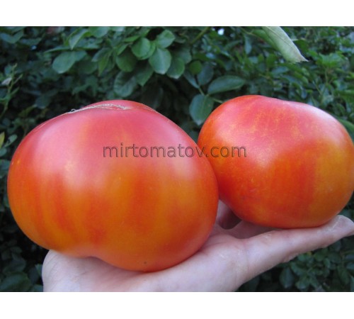 Гном Бойд Смит (Dwarf Boyd Smith)