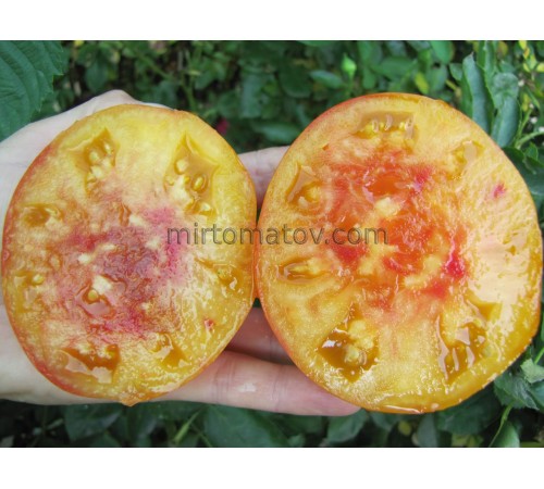 Гном Бойд Смит (Dwarf Boyd Smith)