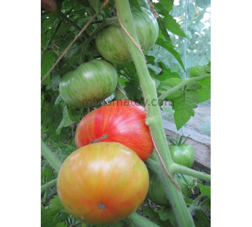 Гном ДСА (Dwarf DSA)