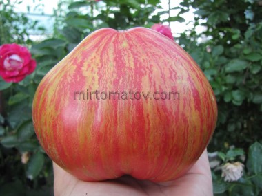 Dwarf Rebel Starfighter Grandpa's Heart