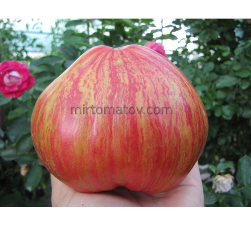 Dwarf Rebel Starfighter Grandpa's Heart