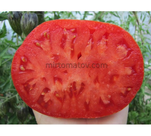 Dwarf Rebel Starfighter Grandpa's Heart