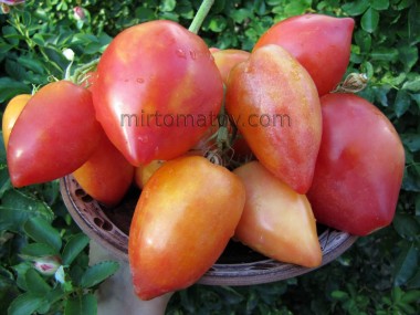 Dwarf Sunkissed Peach