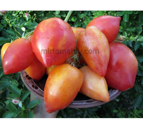 Dwarf Sunkissed Peach