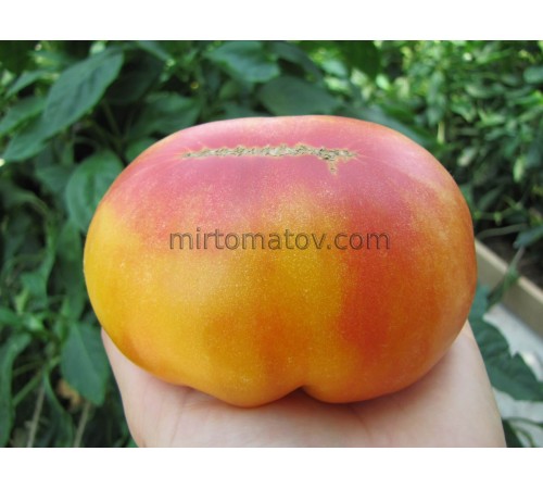 Dwarf Zigzag of Luck (Dwarf Lucky Swirl)