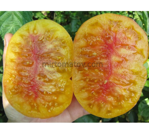 Dwarf Zigzag of Luck (Dwarf Lucky Swirl)