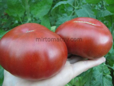 Гном Кардинал Маура ( Dwarf Maura’s Cardinal)