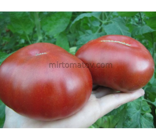 Гном Кардинал Маура (Dwarf Maura’s Cardinal)