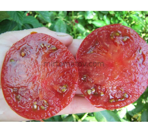 Гном Кардинал Маура (Dwarf Maura’s Cardinal)