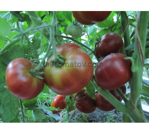 Гном Кардинал Маура (Dwarf Maura’s Cardinal)
