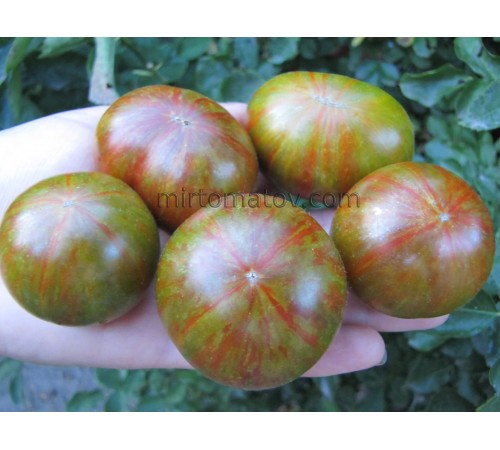Dwarf Potato Viper (Spud Viper)