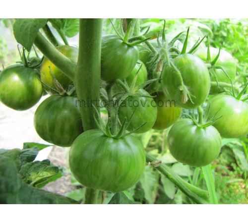 Dwarf Potato Viper (Spud Viper)